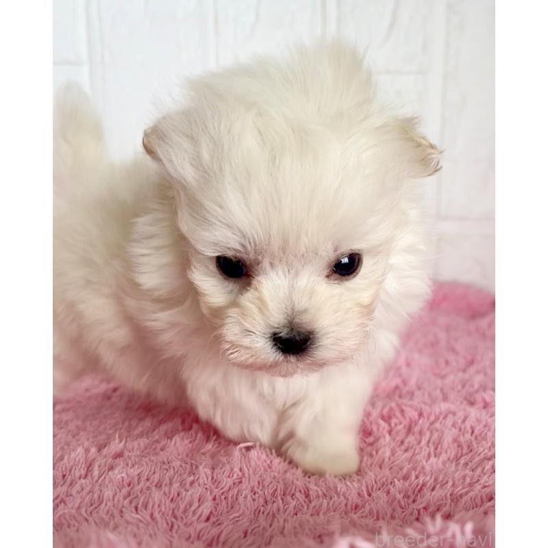 販売中の北海道のミックス犬-449130の5枚目