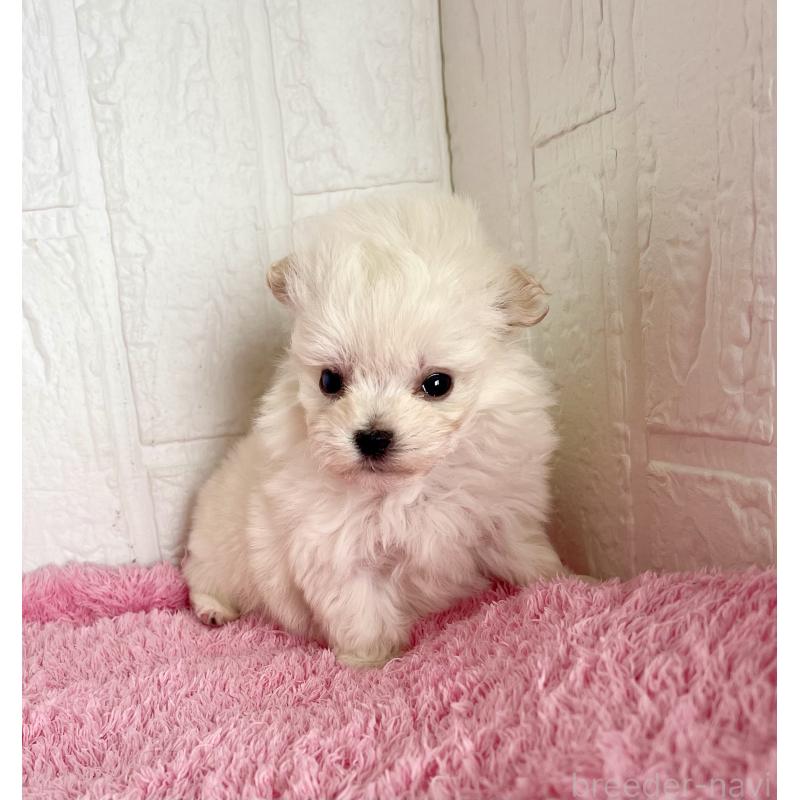 販売中の北海道のミックス犬-449130の3枚目