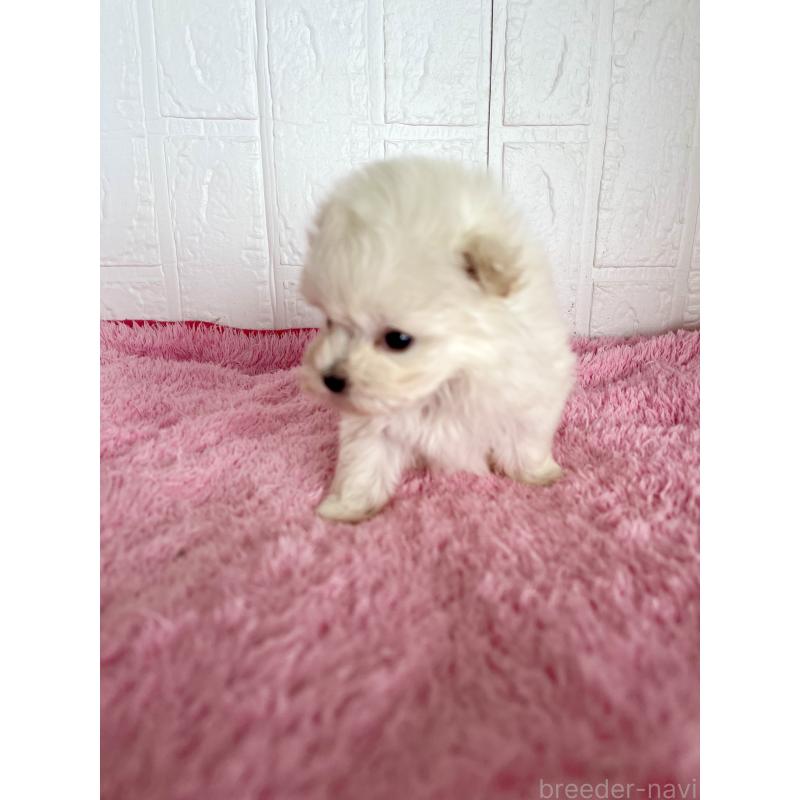 販売中の北海道のミックス犬-449130の2枚目