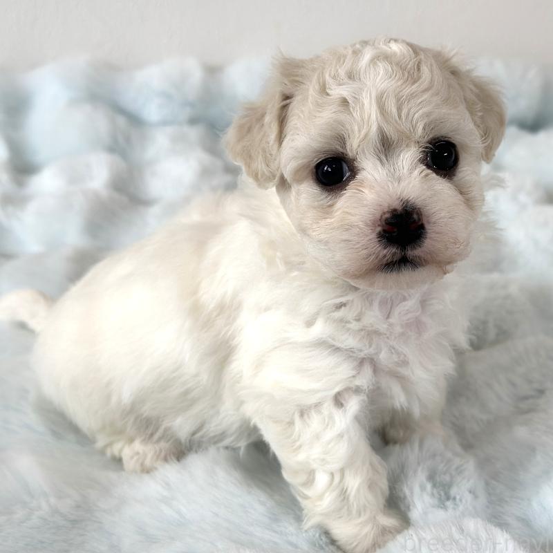 販売中の栃木県のビションフリーゼ-449131の5枚目