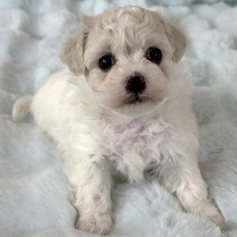 販売中の栃木県のビションフリーゼ-449131の3枚目