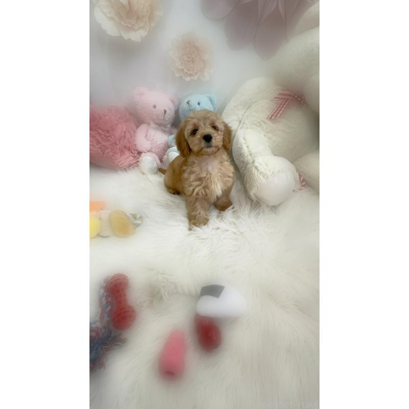 販売中の香川県のダップー:ミニチュアダックスフンド×トイプードル-440187の4枚目