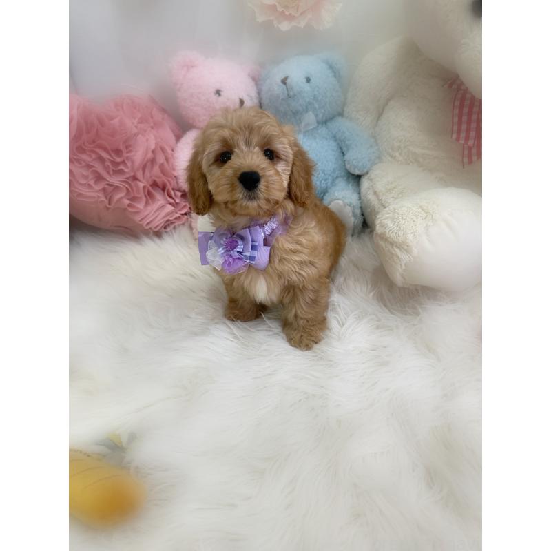 販売中の香川県のダップー:ミニチュアダックスフンド×トイプードル-440187の3枚目