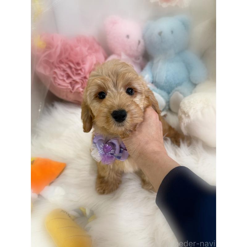 販売中の香川県のダップー:ミニチュアダックスフンド×トイプードル-440187の2枚目