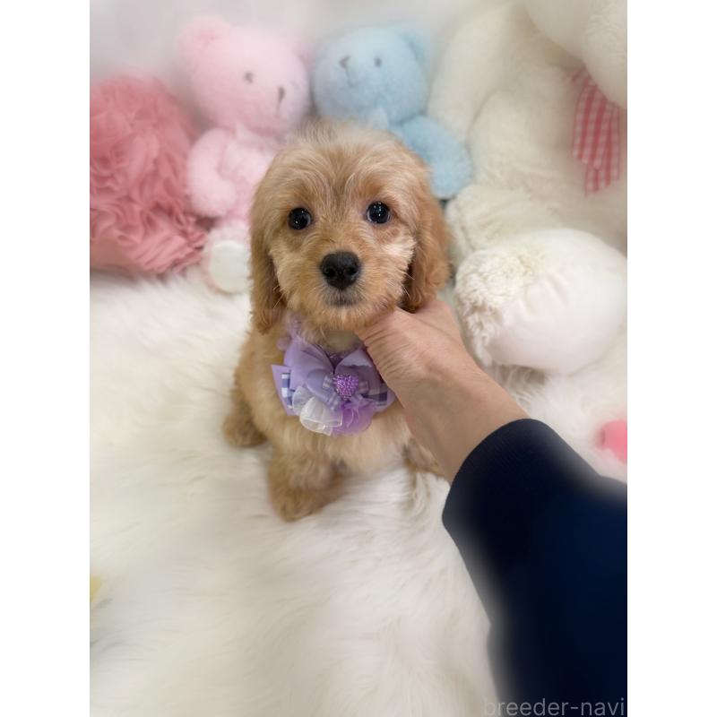 販売中の香川県のダップー:ミニチュアダックスフンド×トイプードル-440188の2枚目