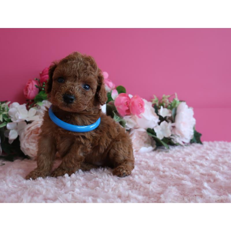 販売中の鹿児島県のタイニープードル-449134