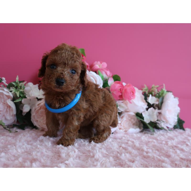 販売中の鹿児島県のタイニープードル-449134の5枚目