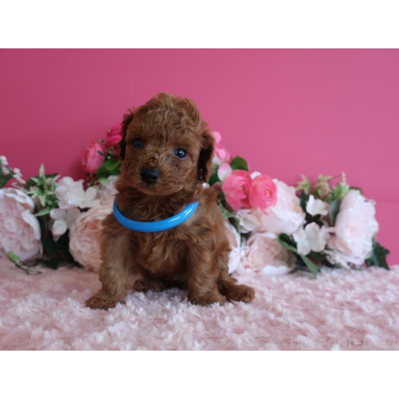 販売中の鹿児島県のタイニープードル-449134の4枚目