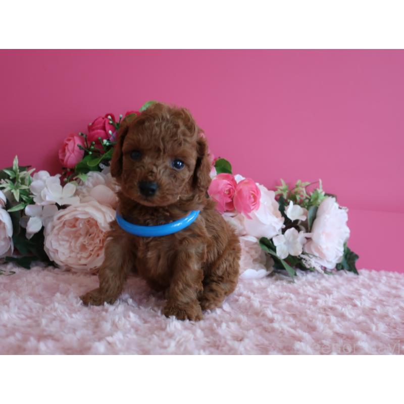 販売中の鹿児島県のタイニープードル-449134の3枚目