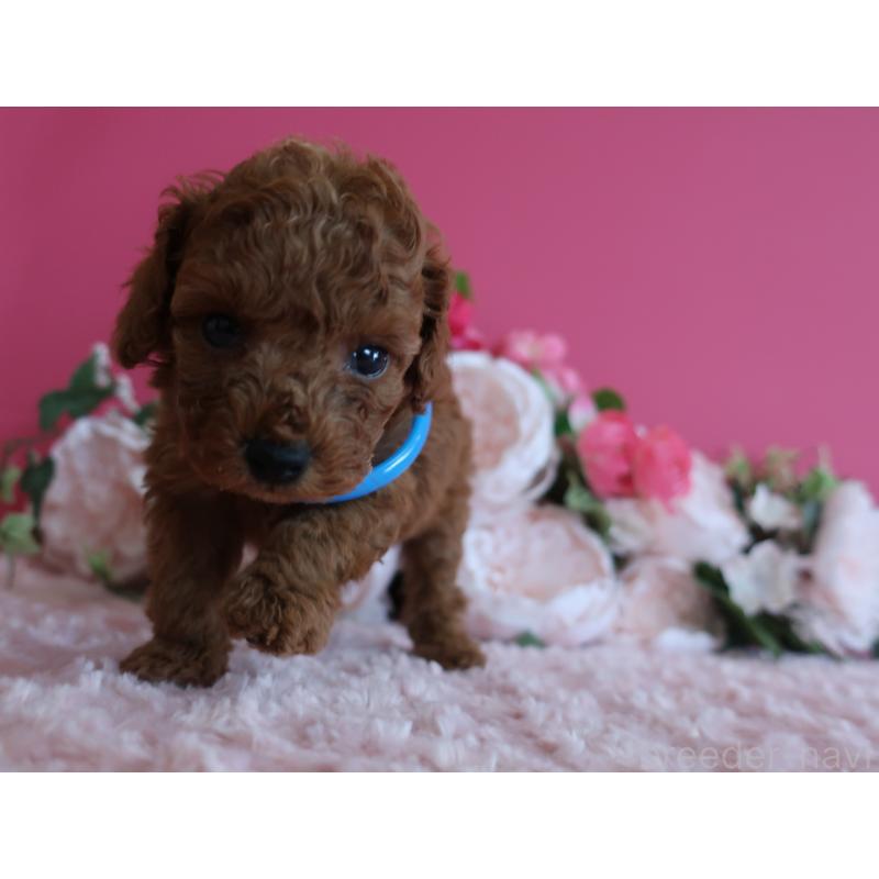 販売中の鹿児島県のタイニープードル-449134の2枚目