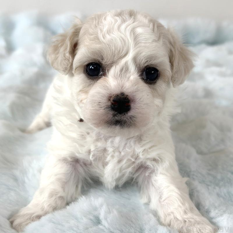 販売中の栃木県のビションフリーゼ-449132の5枚目