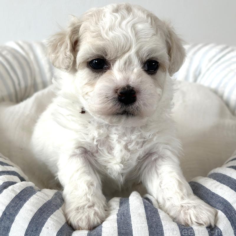 販売中の栃木県のビションフリーゼ-449132の4枚目