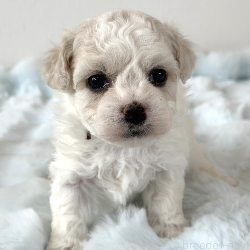 販売中の栃木県のビションフリーゼ-449132の3枚目