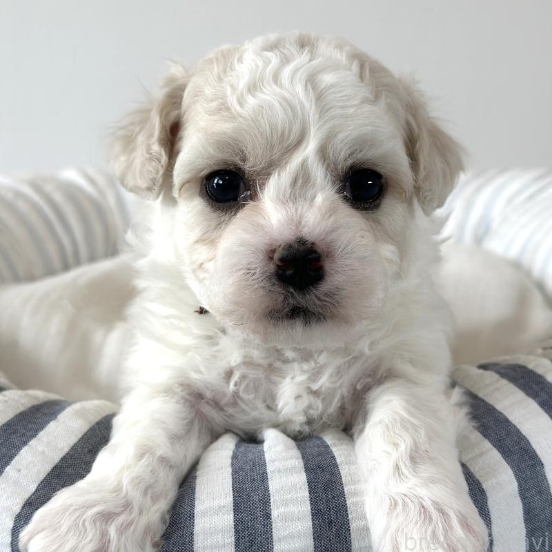 販売中の栃木県のビションフリーゼ-449132の2枚目