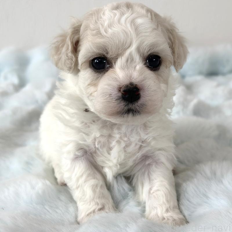 販売中の栃木県のビションフリーゼ-449132