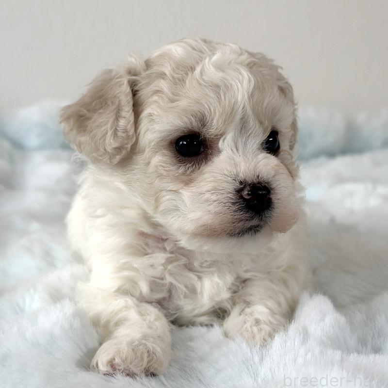 販売中の栃木県のビションフリーゼ-449133の4枚目