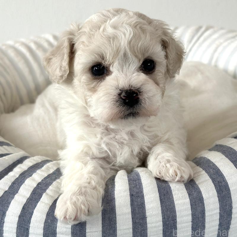 販売中の栃木県のビションフリーゼ-449133の3枚目