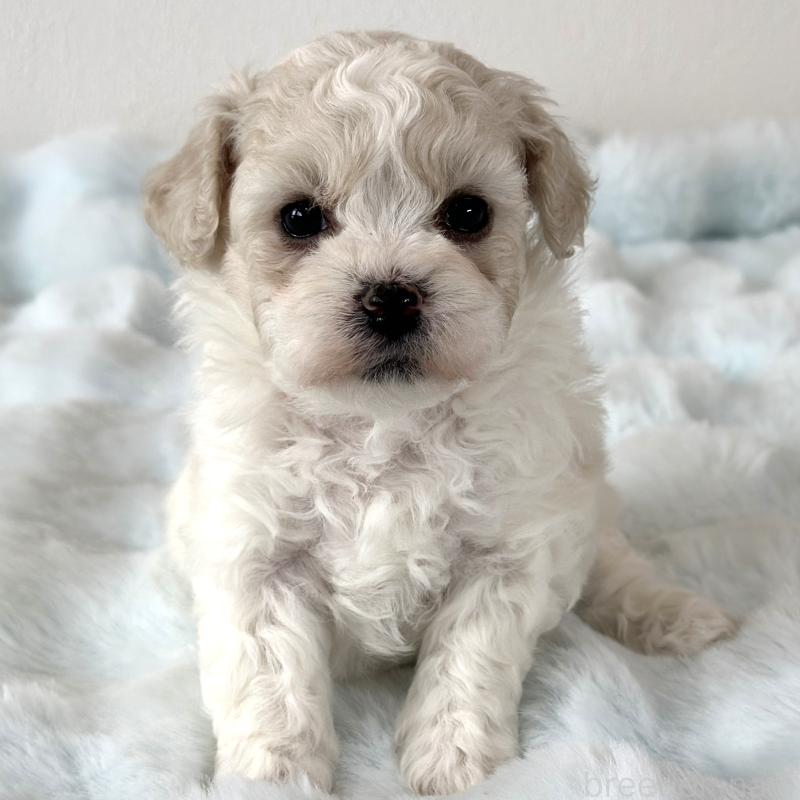 販売中の栃木県のビションフリーゼ-449133の2枚目