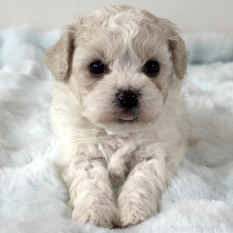 販売中の栃木県のビションフリーゼ-449133の1枚目