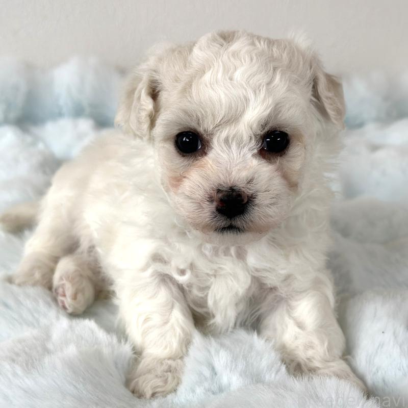 販売中の栃木県のビションフリーゼ-449135の4枚目