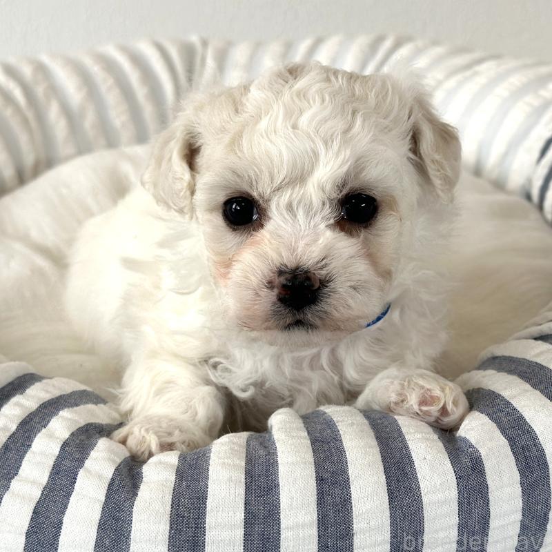 販売中の栃木県のビションフリーゼ-449135の2枚目