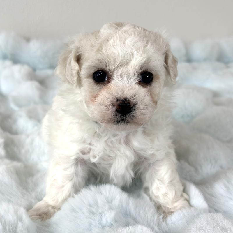 販売中の栃木県のビションフリーゼ-449135