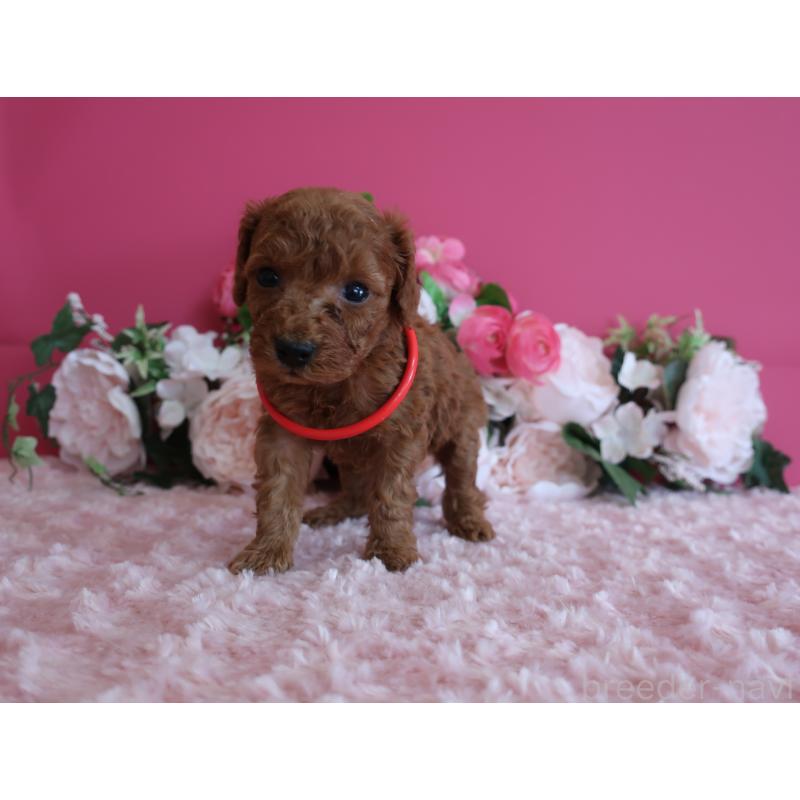 販売中の鹿児島県のタイニープードル-449136の3枚目