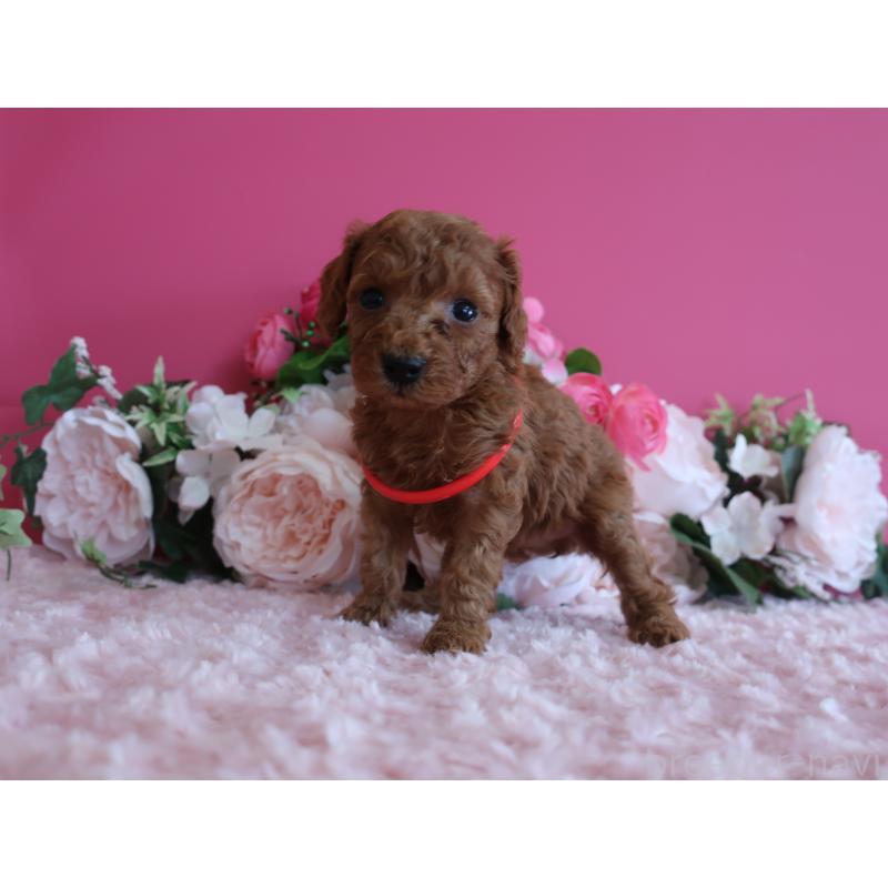 販売中の鹿児島県のタイニープードル-449136の2枚目