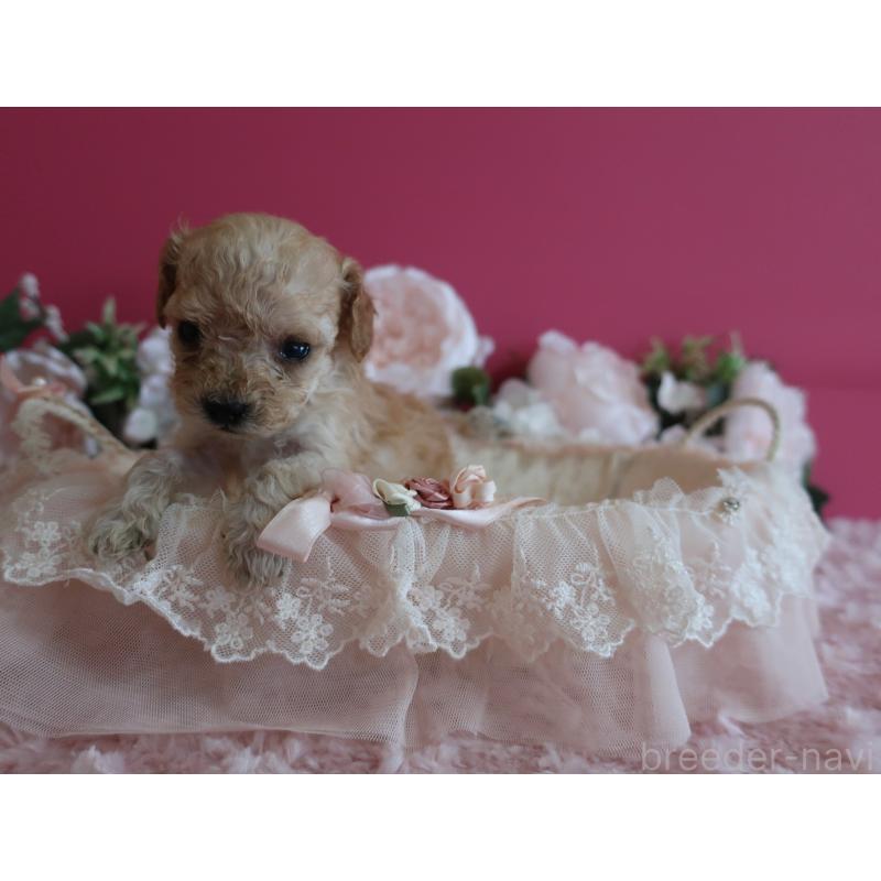 販売中の鹿児島県のティーカッププードル-449137の1枚目