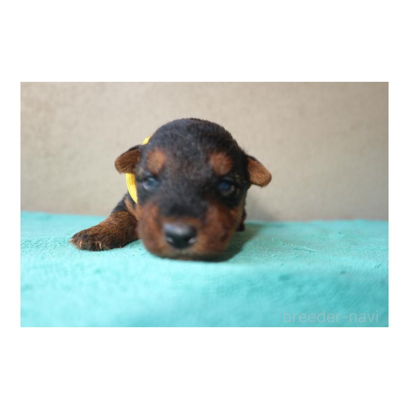 販売中の千葉県のウェルシュテリア-449139の1枚目