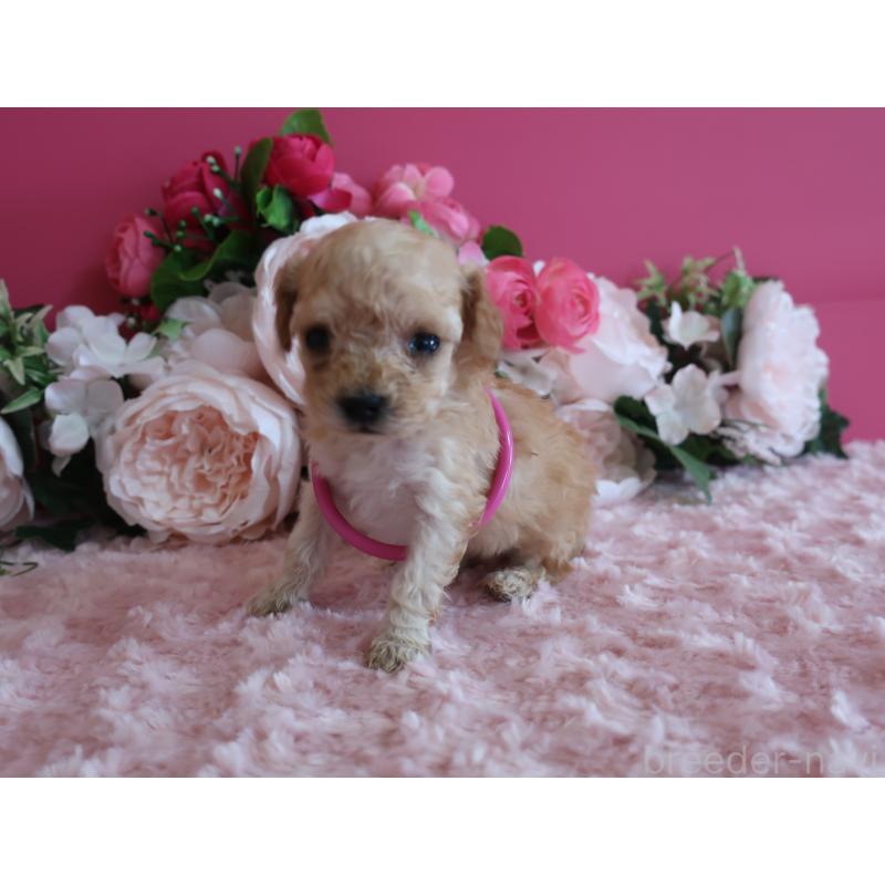 販売中の鹿児島県のティーカッププードル-449137の4枚目