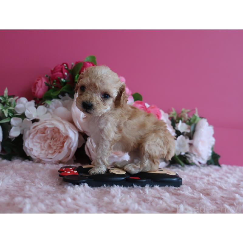 販売中の鹿児島県のティーカッププードル-449137の3枚目