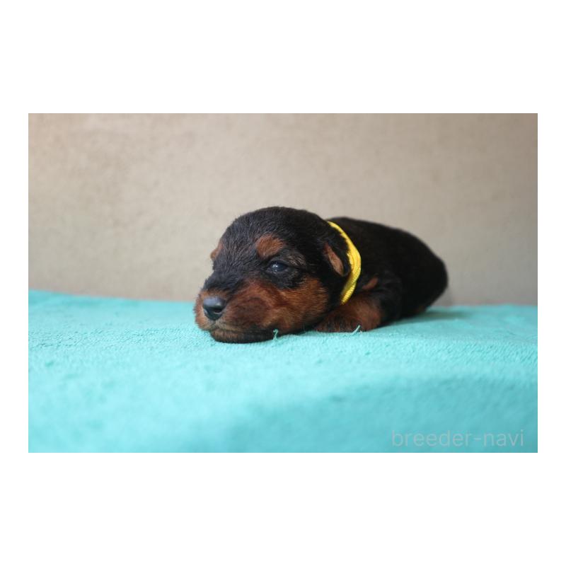 販売中の千葉県のウェルシュテリア-449139の2枚目