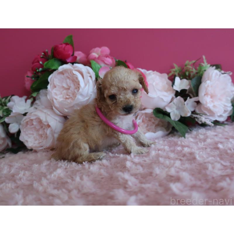 販売中の鹿児島県のティーカッププードル-449137の2枚目