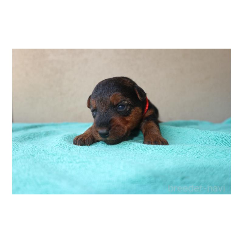 販売中の千葉県のウェルシュテリア-449140