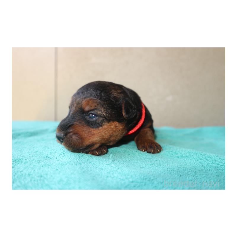 販売中の千葉県のウェルシュテリア-449140の3枚目