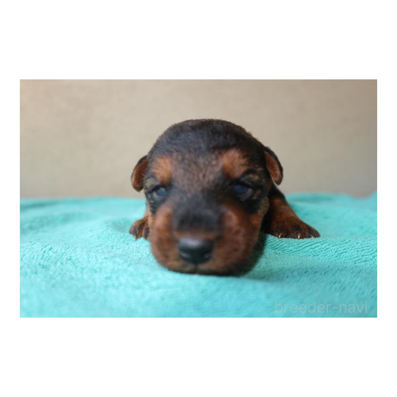 販売中の千葉県のウェルシュテリア-449140の2枚目