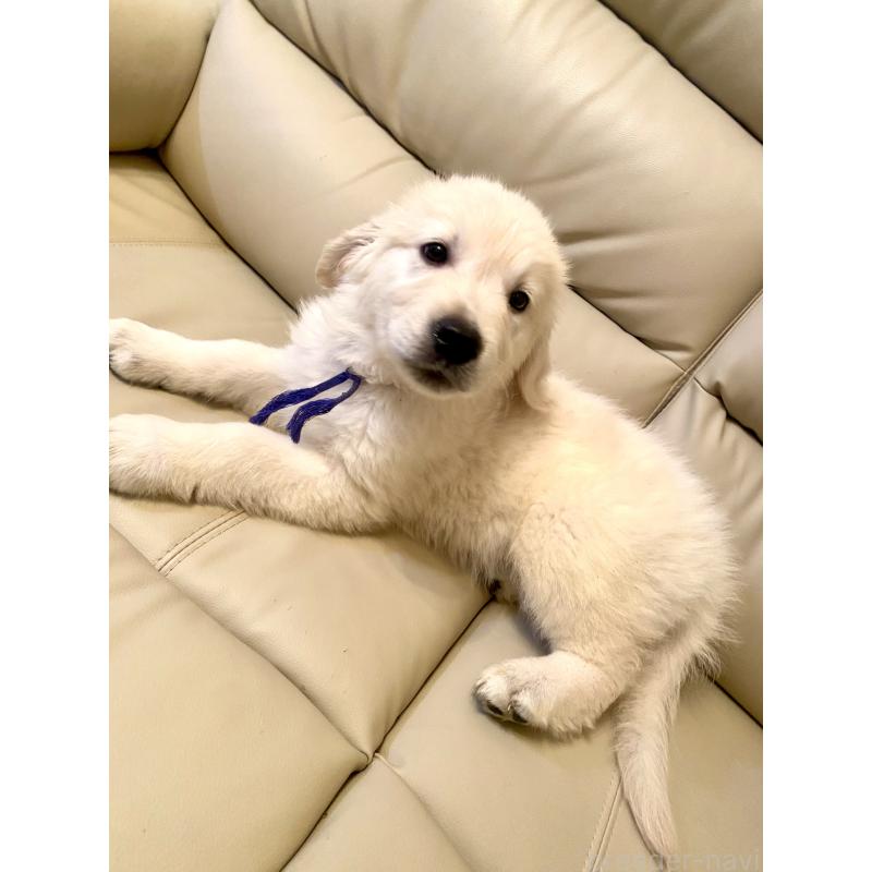 販売中の東京都のゴールデンレトリーバー-440367の11枚目