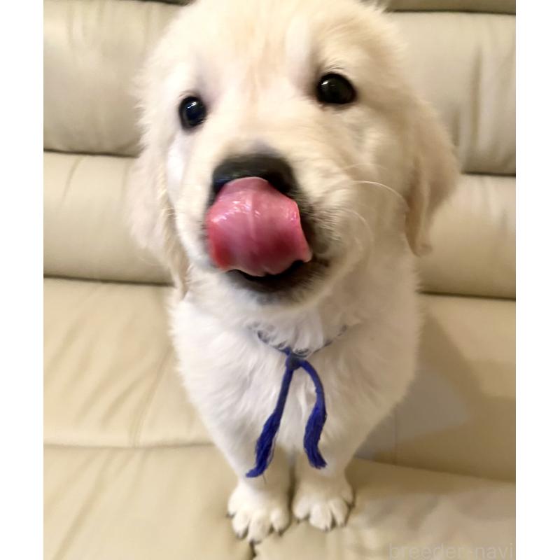 販売中の東京都のゴールデンレトリーバー-440367の10枚目