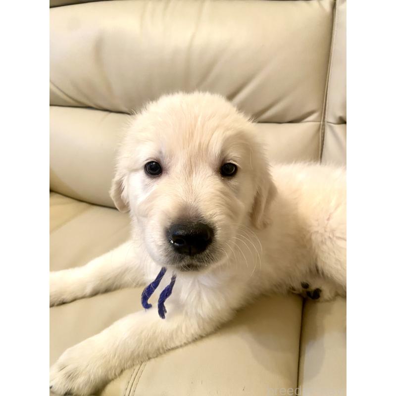 販売中の東京都のゴールデンレトリーバー-440367の9枚目