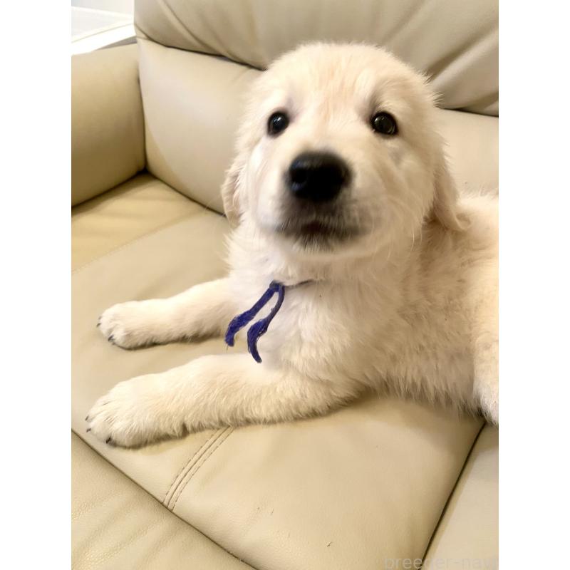 販売中の東京都のゴールデンレトリーバー-440367の8枚目