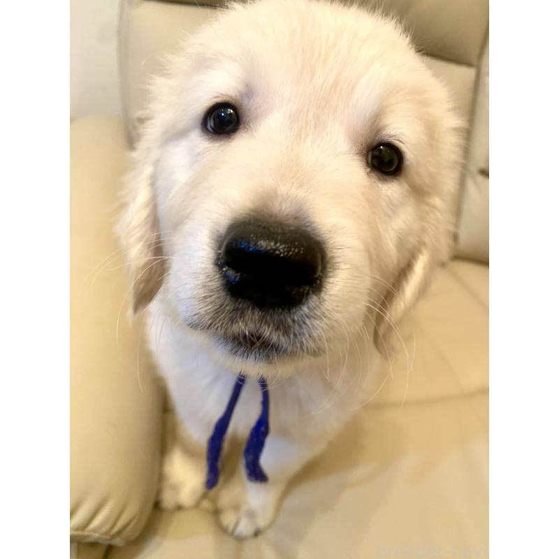 販売中の東京都のゴールデンレトリーバー-440367の7枚目