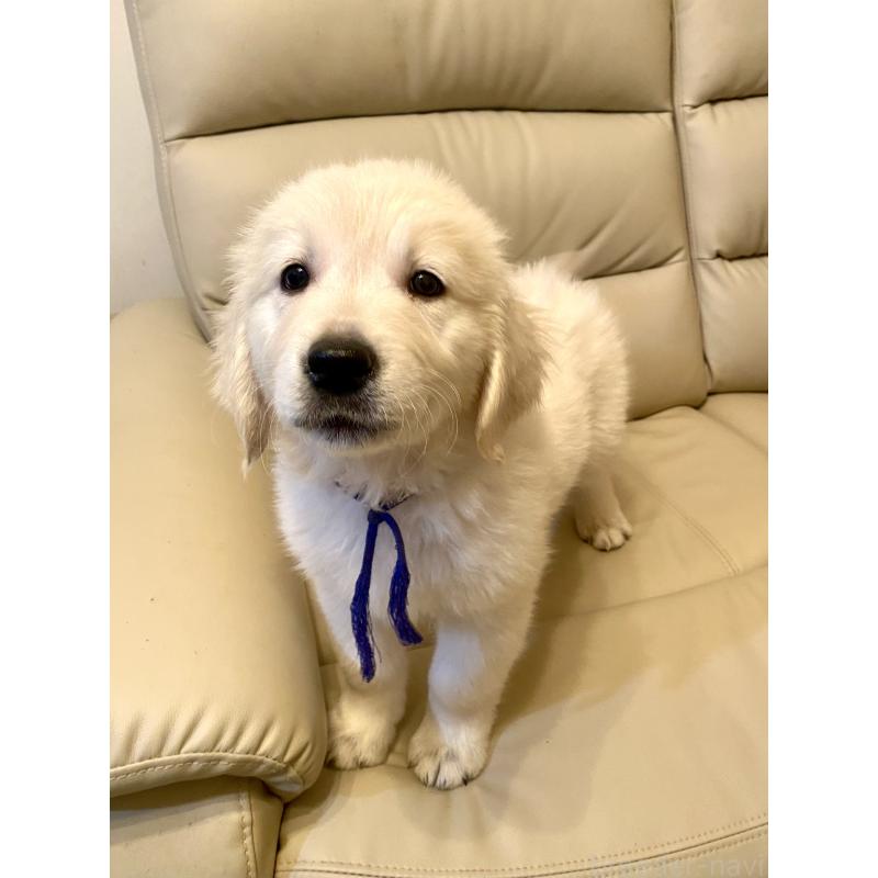 販売中の東京都のゴールデンレトリーバー-440367の6枚目