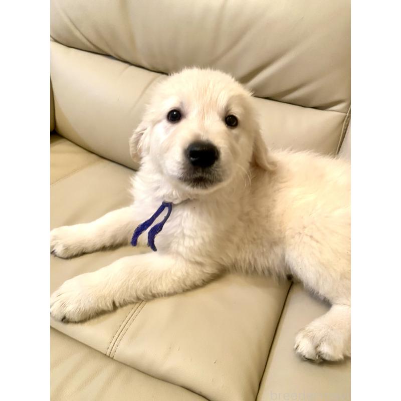 販売中の東京都のゴールデンレトリーバー-440367の4枚目