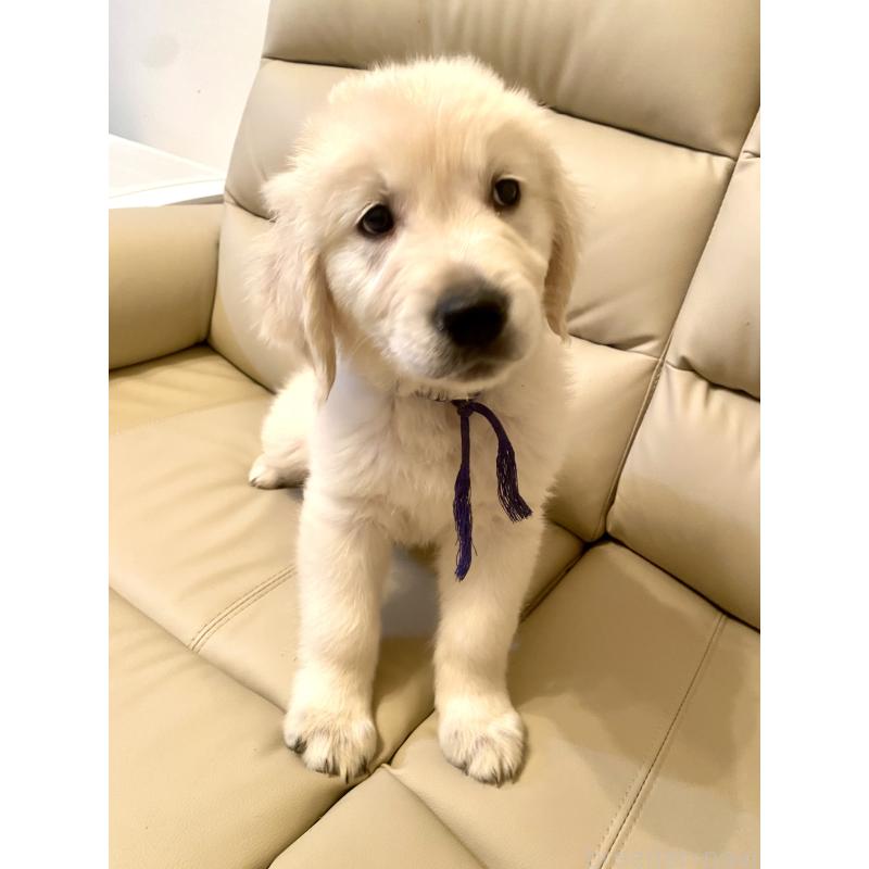 販売中の東京都のゴールデンレトリーバー-440367の3枚目