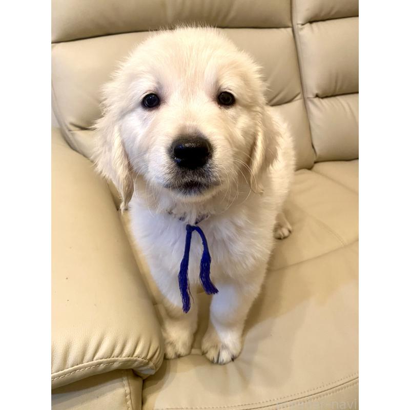 販売中の東京都のゴールデンレトリーバー-440367の2枚目