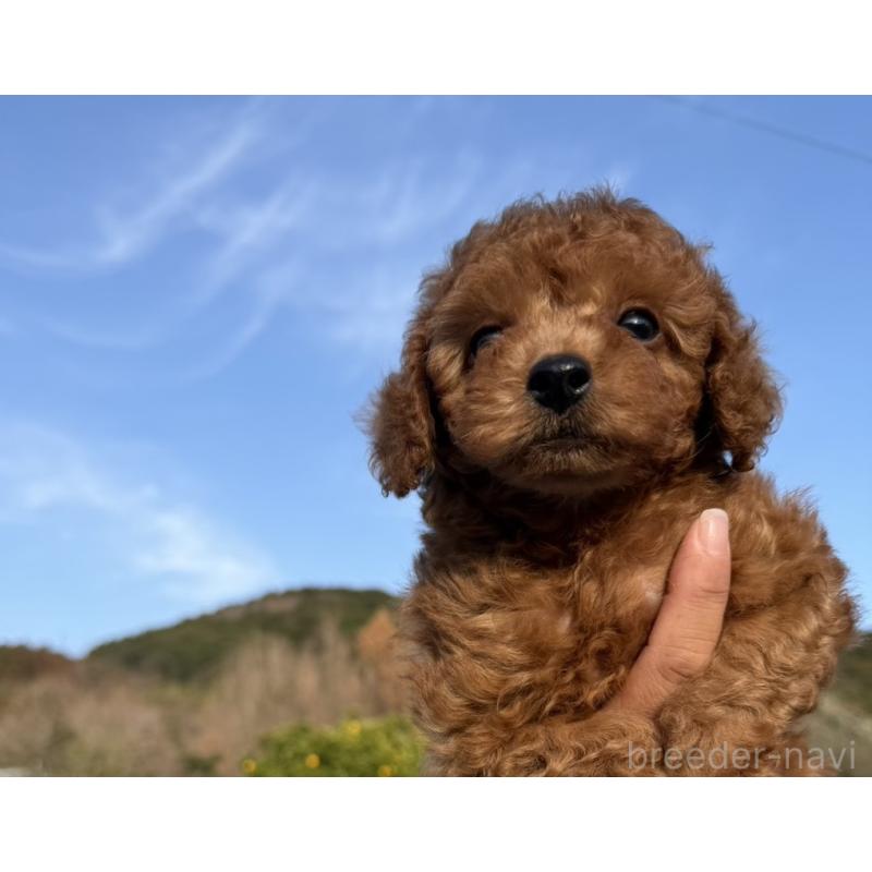 販売中の長崎県のトイプードル-449141の6枚目