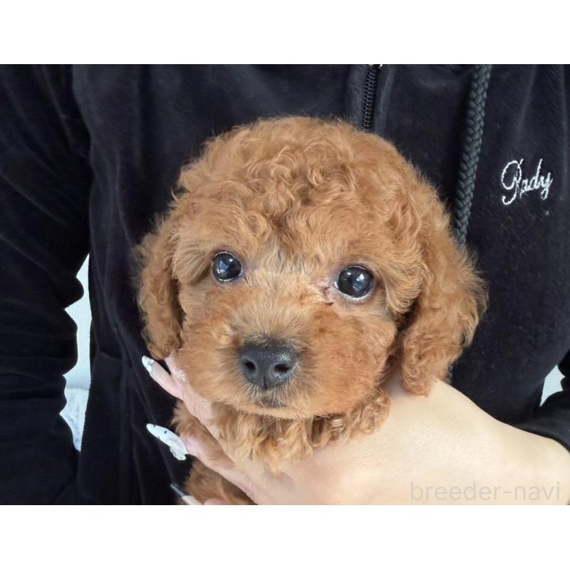 販売中の長崎県のトイプードル-449141の5枚目