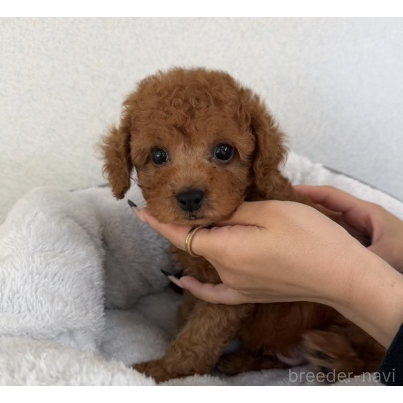 販売中の長崎県のトイプードル-449141の4枚目