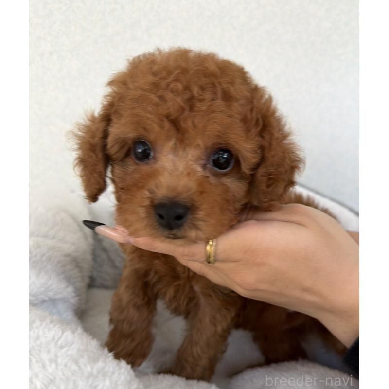 販売中の長崎県のトイプードル-449141の2枚目